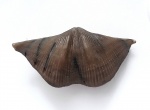 Cyrtospirifer rudkinensis