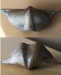 Crytospirifer rudkienensis 2