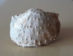Шипастая Productella calva wen