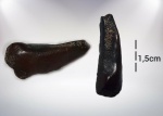 Тритор Ptyctodus
