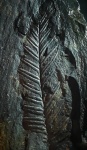 Alethopteris lochnitica