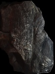 Alethopteris