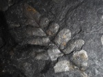 Neuropteris