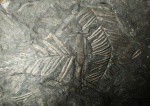 Alethopteris 'ы