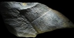 Calamites Cistii Brongn?