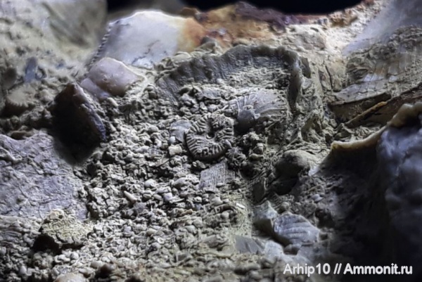 Морские лилии (Crinodea)