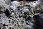 Морские лилии (Crinodea)