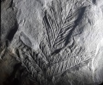 Конец вайи Alethopteris'a
