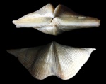 Cyrtospirifer rudkinensis "гигант"