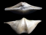 Cyrtospirifer rudkinensis