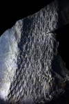 Lepidodendron