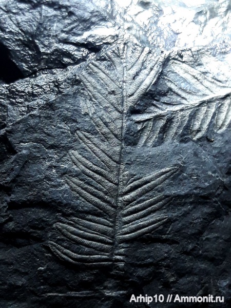 карбон, палеозой, Alethopteris