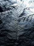 Alethopteris