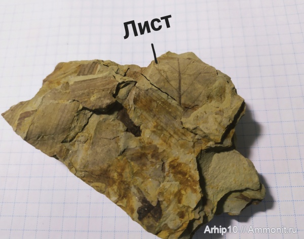 Ствол неогенового дерева.