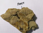 Ствол неогенового дерева.