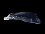 И снова ptyctodus