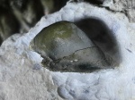 Psephodus?
