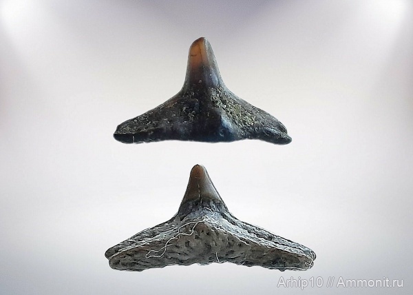 мел, мезозой, Synechodus
