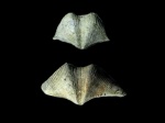 Cyrtospirifer rudkinensis?
