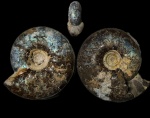 Craspedites sp.  с голубым перламутром
