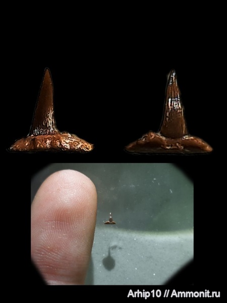 акулы, нижний карбон, Stethacanthus, зубы рыб, серпуховский ярус, Заборье