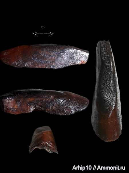 девон, плакодермы, Placodermi, Ptyctodus, франский ярус