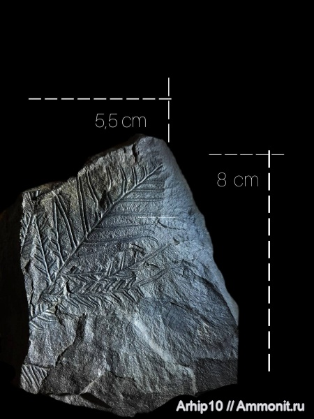 карбон, растения, палеозой, верхний карбон, Alethopteris, средний карбон, Pteridospermae, alethopteris lochnitica