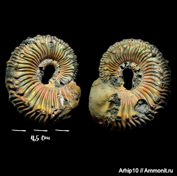 аммониты, юра, Kosmoceras, келловей, средняя юра, Дубки, Kosmoceras spinosum
