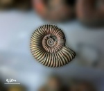 Peltoceras