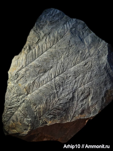 карбон, палеозой, Alethopteris, шахты, alethopteris lochnitica