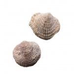 Spinatrypa sp.