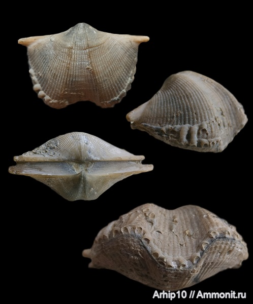 брахиоподы, девон, Aulopora, верхний девон, обрастание, Воронежская область, Cyrtospirifer vjacheslavi