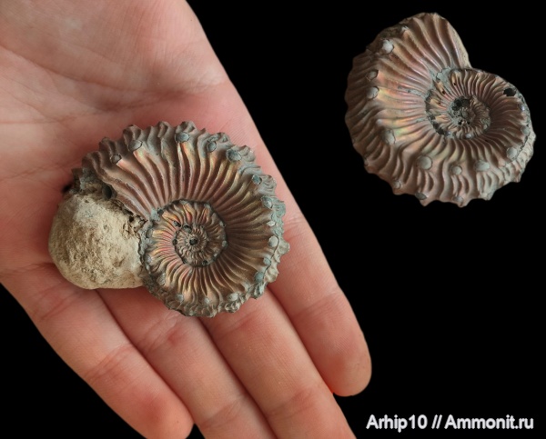 юра, Kosmoceras, келловей, средняя юра, Дубки, Саратовская область, Kosmoceras spinosum