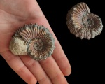 Kosmoceras spinosum