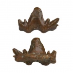 Cladodus sp