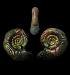 Alligaticeras sp