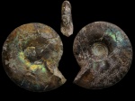 Craspedites sp.