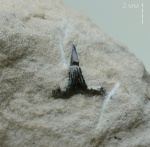 Glikmanius sp.