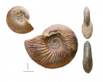 Quenstedtoceras sp