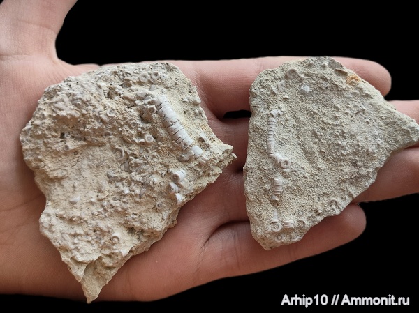 морские лилии, карбон, палеозой, криноидеи, верхний карбон, crinodea
