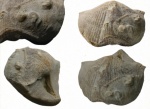 Cyrtospirifer tenticulum с двумя обрастателями