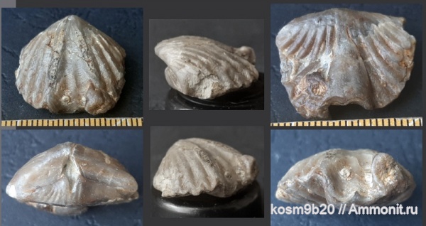 brachiopoda