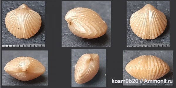 brachiopoda