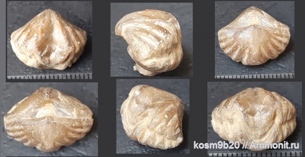brachiopoda