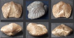 Брахиопода Platystrophia sp.