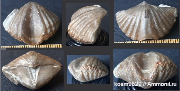 brachiopoda