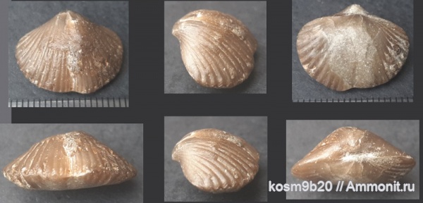brachiopoda