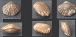 Брахиопода №9 Homoeospira sp.?