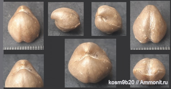brachiopoda