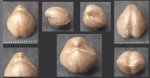 Didymothyris didyma (Dalman, 1828)